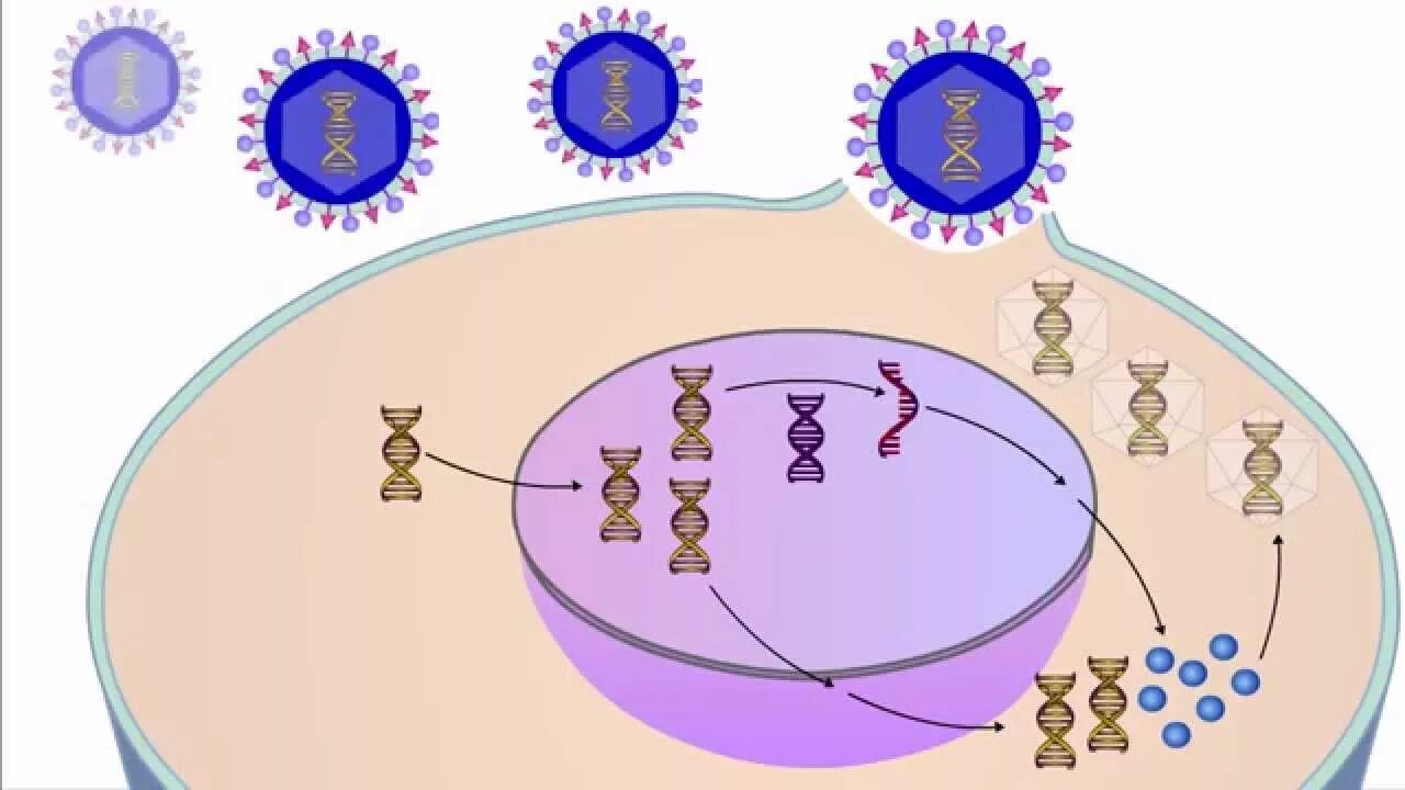 Адсорбция вируса. Размножение вирусов. Цикл размножения вирусов. Жизненный цикл вируса. Репродукция вирусов стадии взаимодействия вирусов с клеткой.