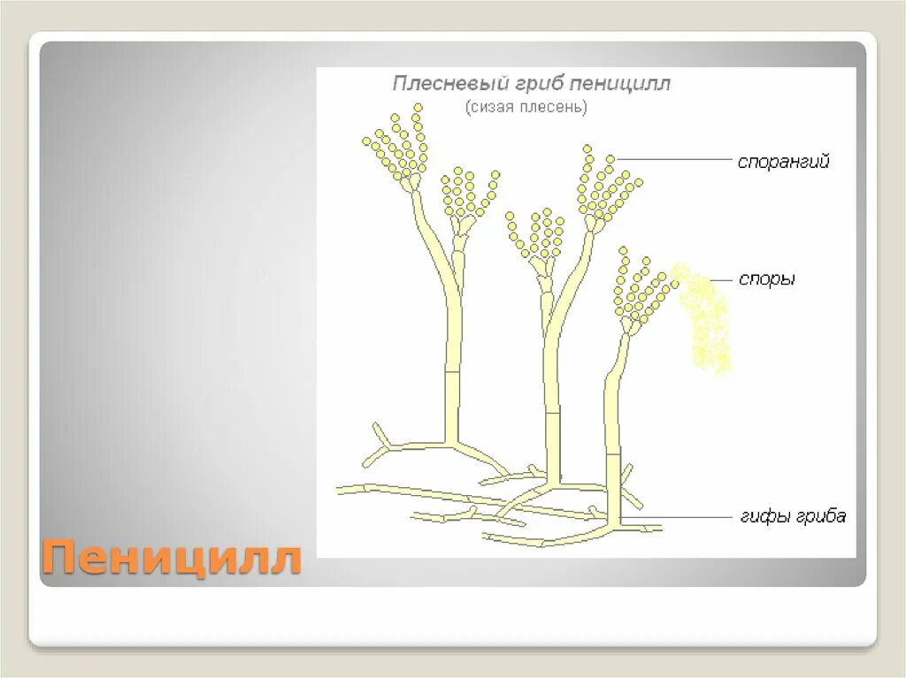 Пенициллин гриб строение. Строение плесневого гриба пеницилла. Строение плесневого гриба пенициллина. Плесневый гриб пеницилл строение. Мицелий гриба пеницилла