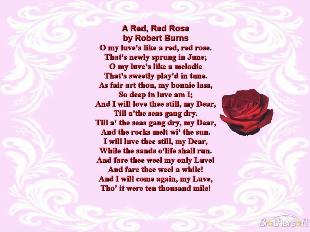 Rose burns. My love is like a red red rose robert burns. Ред ред роуз роберт бернс. Роберт бернс роза. Robert burns`poetry:a red, red rose.