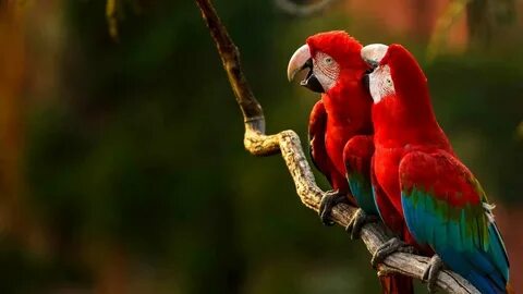 Macaw windows