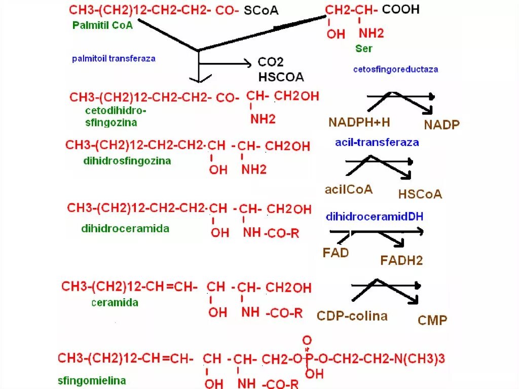 Ch ch ch cooh nh. Общая схема синтеза сфинголипидов. Схемы синтеза и распада сфинголипидов. Синтез сфинголипидов. Сфингозин Синтез из Серина.