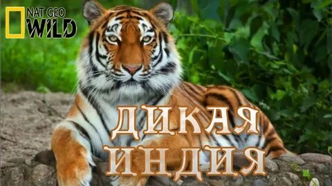 Тайна мире животных