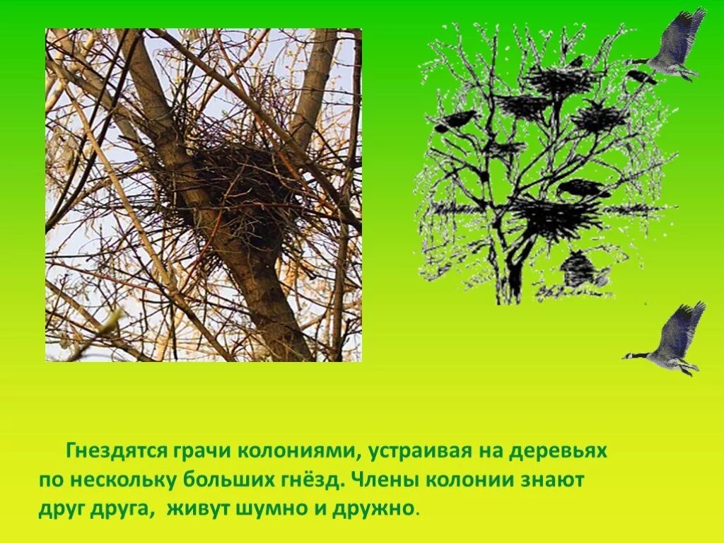 Весной для гнездования зимовок возвращаются такие птицы. Презентация птицы весной для дошкольников. гнездование птиц весной. гнездо грача. птичье гнездо на дереве.