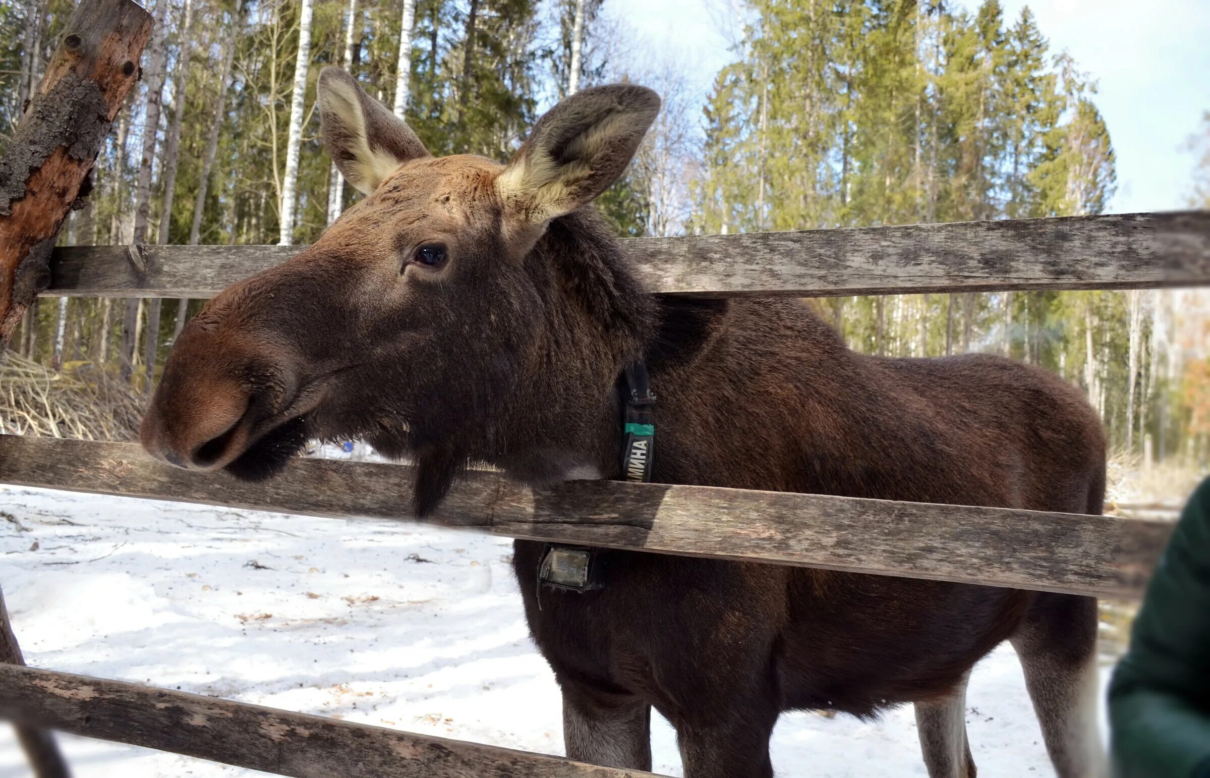 Сумароковская лосиная. Сумароковская лосеферма Кострома. Сумароковская лосиная ферма. Сумароковская лосиная ферма в Костромской. Государственный Сумароковский Лосиный заказник.