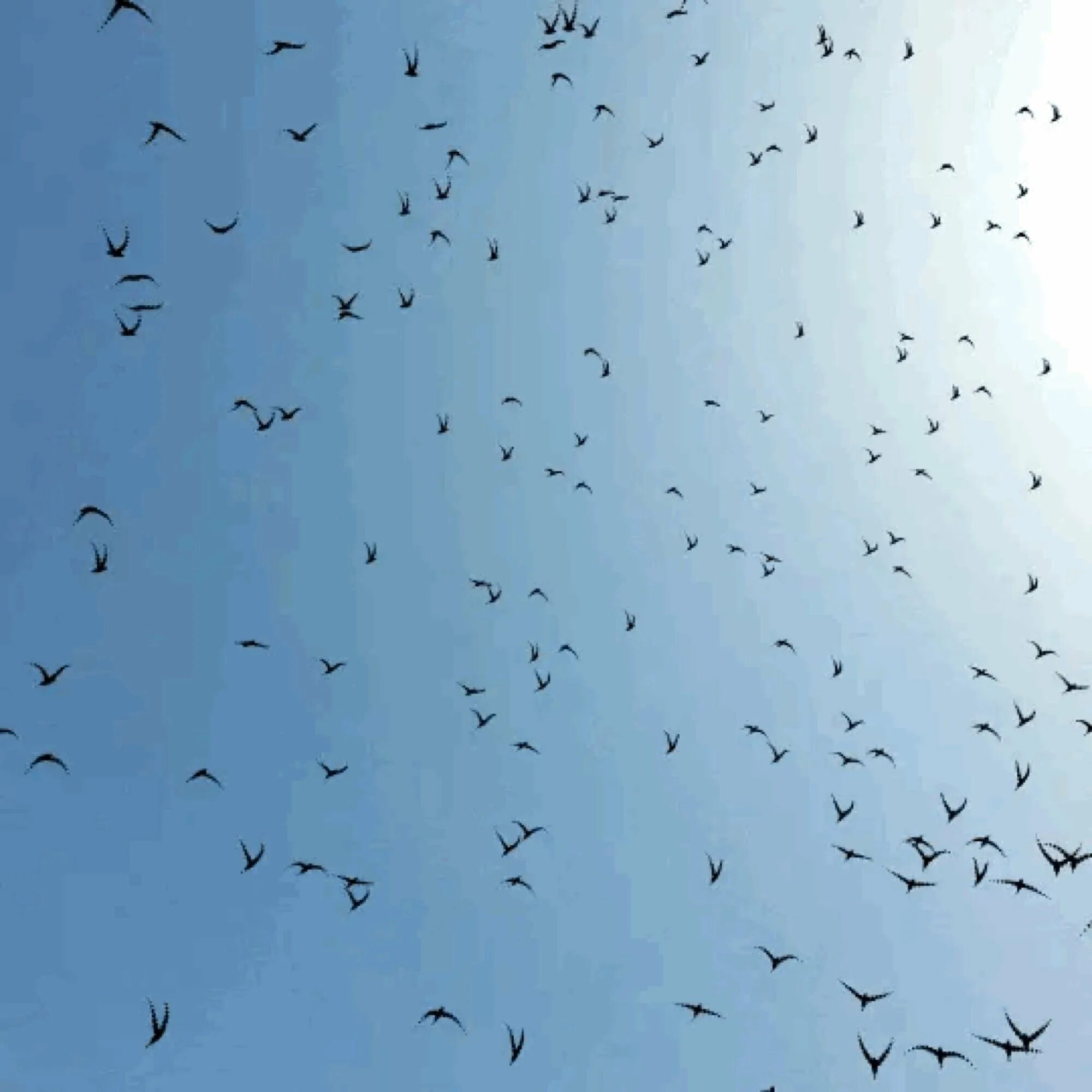 Снег летит как птичья стая. Птицы в небе. Много птиц в небе. Стая птиц в небе. Птицы разлетаются.
