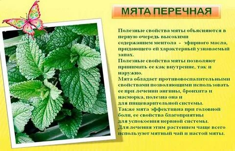 Систематика мяты