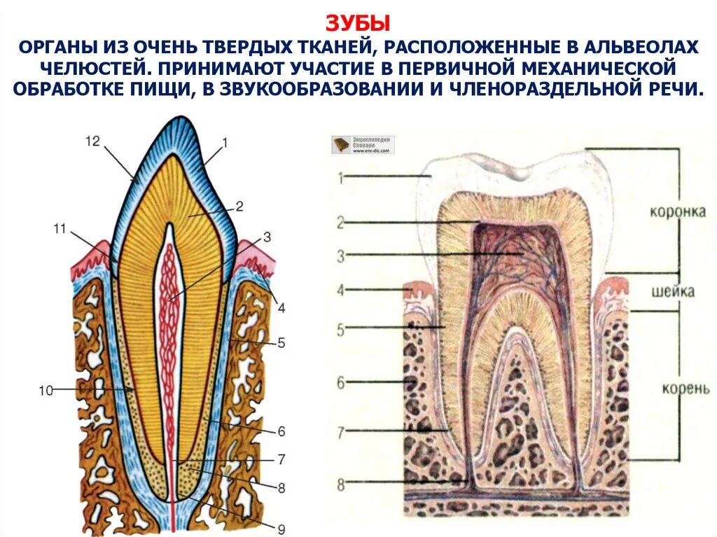 Альвеола строение зуба гистология. Зубочелюстной сегмент анатомия. Зубная альвеола строение. Зубная альвеола это анатомия. Развитие зубов у человека