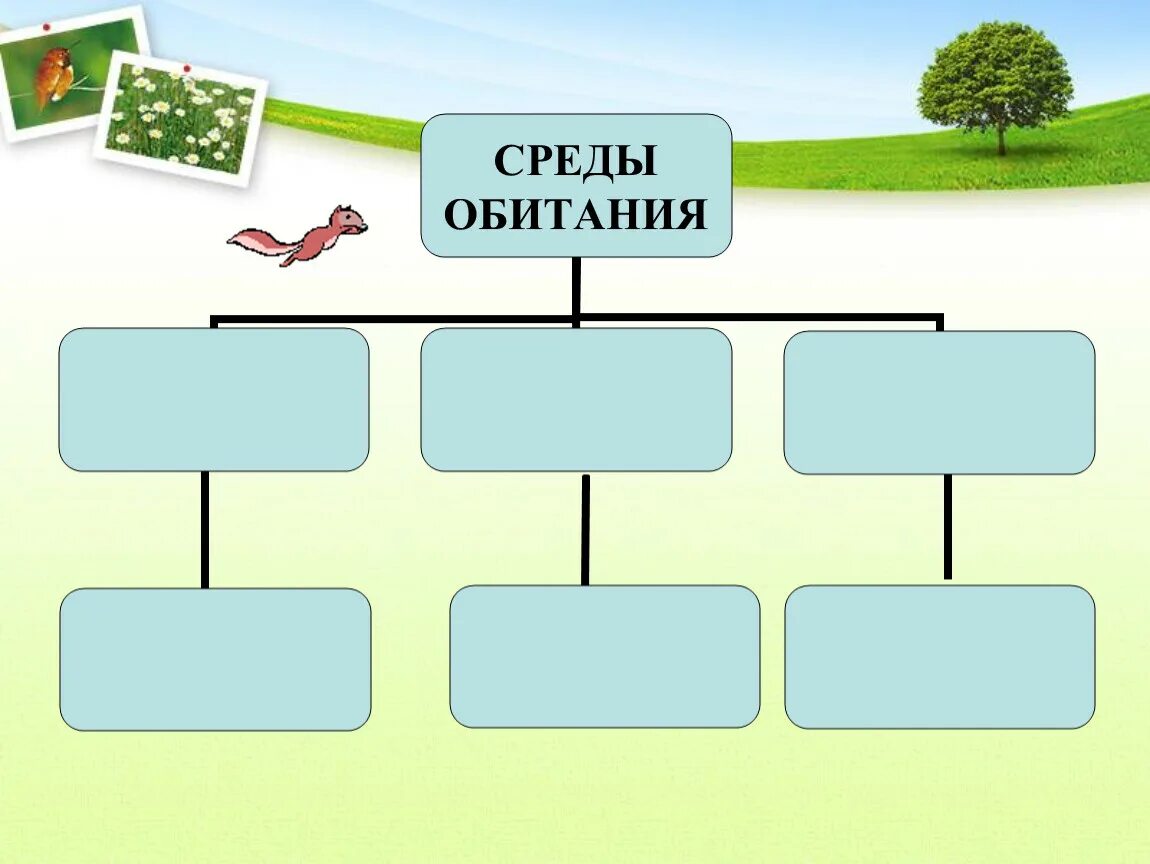 Среда обитания. Среды обитания организмов. Схема среды обитания. Среда обитания это в биологии. Четыре основные среды обитания