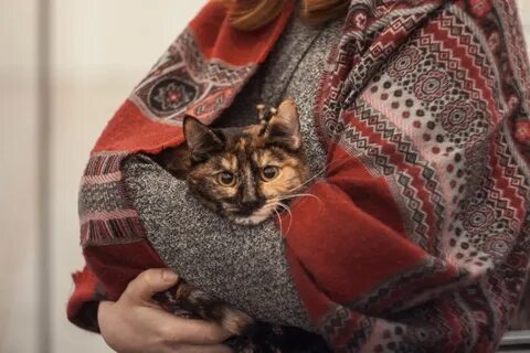 Выставка кошек казань