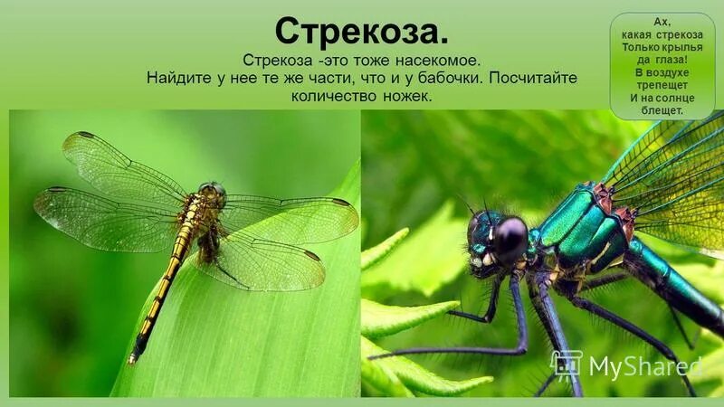 Сколько ног у стрекозы ответ 3. Сколько лап у стрекозы фото. сколько лапок у стрекозы фото. стрекоза сколько ног у стрекозы. тип конечностей у стрекозы.