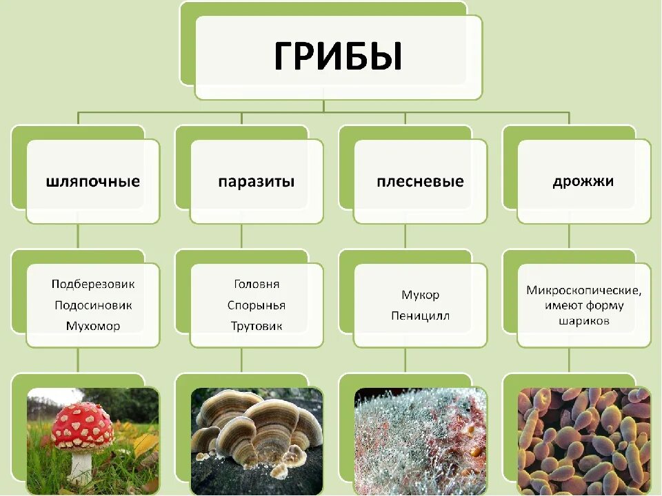 Приведите по три примера организмов растения грибы. Классификация царства грибов 5 класс. Царство грибов 5 класс биология класс. Биология пятый класс царство грибов. Строение грибов 5 класс биология таблица.