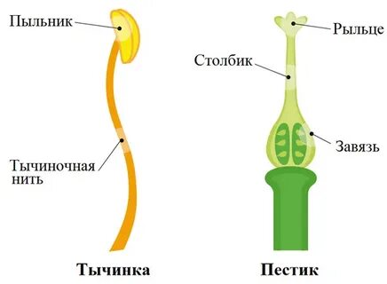 Е в рыльцев