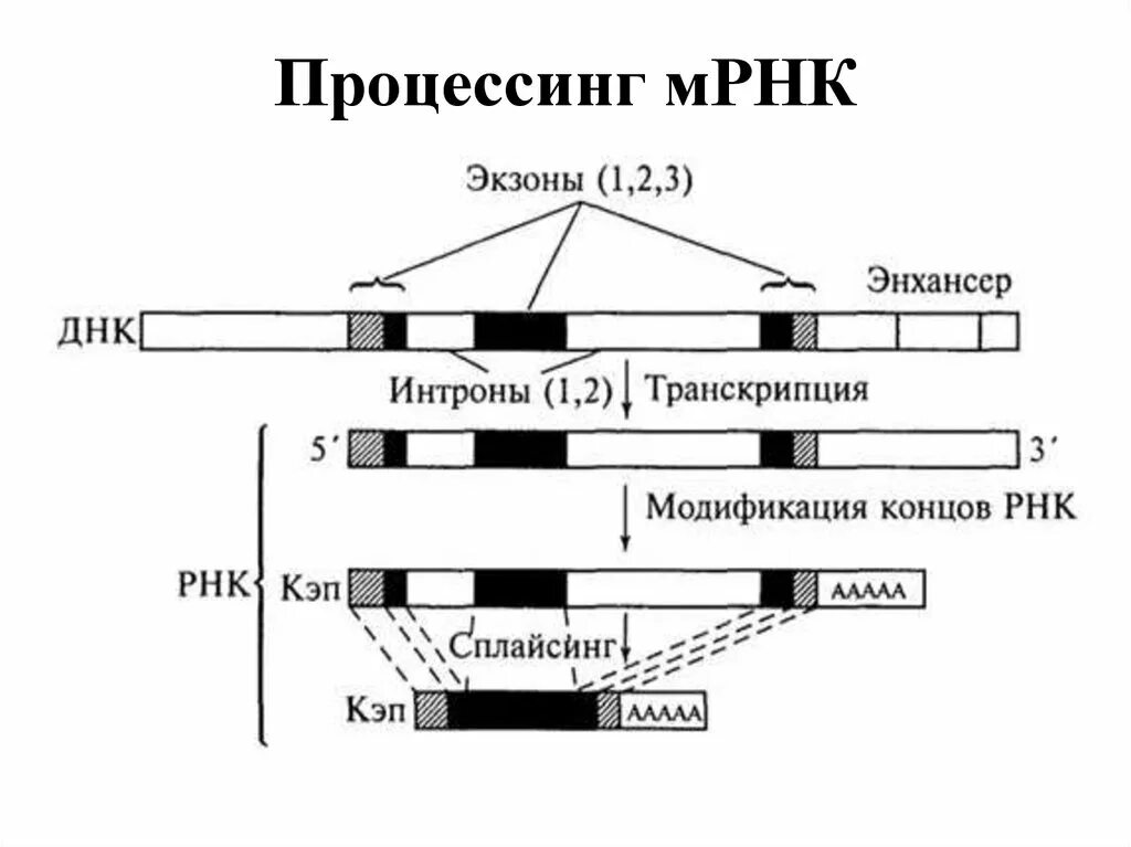 Процесс созревание рнк. Процессинг МРНК созревание. Процессинг МРНК схема. Схема процессинга РНК. Созревание матричной РНК эукариот.