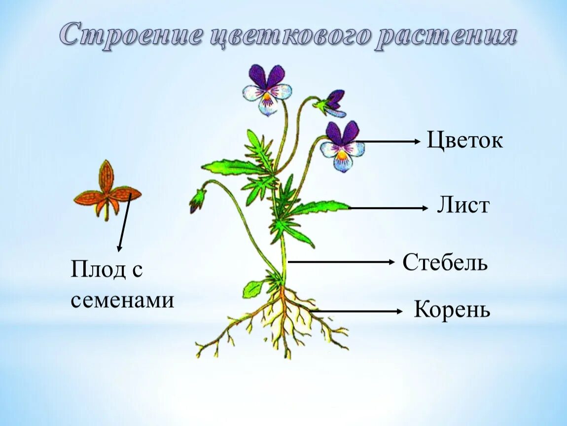 Установите соответствие корень лист. Строение цветкового растения рисунок. Строение растения цветок, стебель, корень. Строение цветкового растения Бодяк схема 5 класс. Органы цветковых растений стебель.