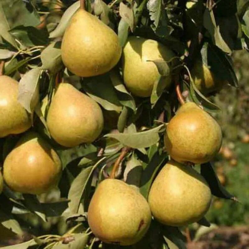 Груша любимица клаппа фото. Груша любимица. Груша любимица. Сорт груши любимица клаппа. Сорт груши любимица клаппа.