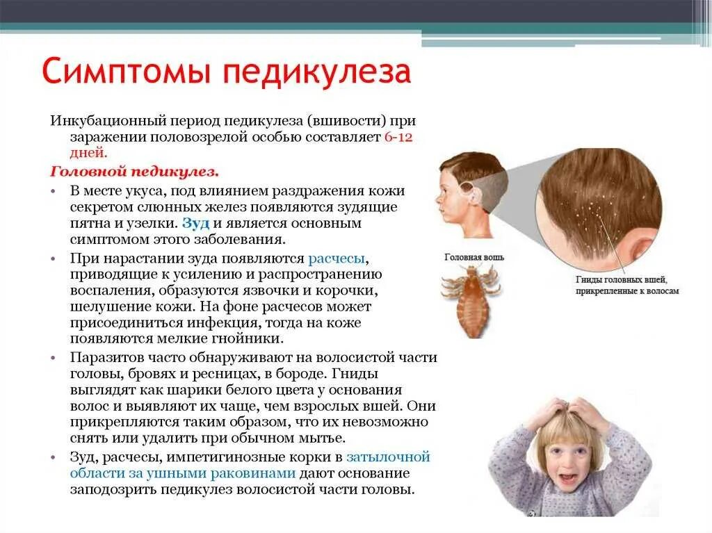 Симптомы головного педикулеза. Педикулез причины симптомы профилактика. Симптомы педикулеза основные. Инкубационный период у детских вшей. Симптомов появление головной