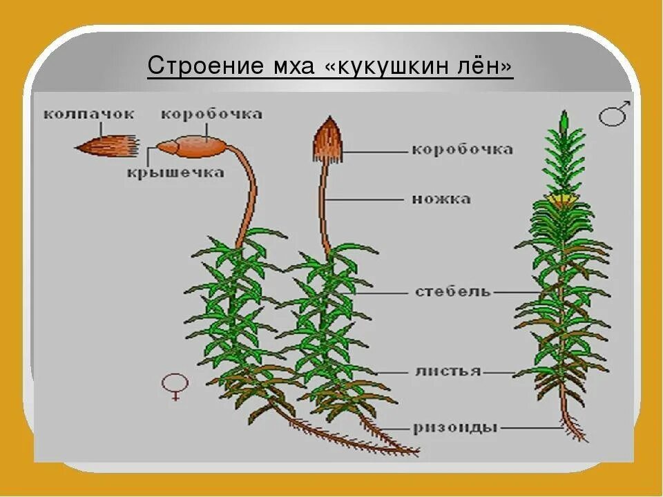 Ножка спорофита. Зелёный мох Кукушкин лён строение. Мхи сфагнум и Кукушкин лен строение. Строение гаметофита кукушкиного льна. Строение моховидных растений.