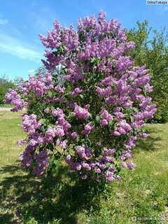 Сколько плодоносит сирень