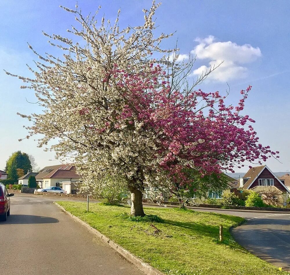 Дикая вишня дерево. Prunus kanzan. сакура канзан. вишня птичья prunus avium.