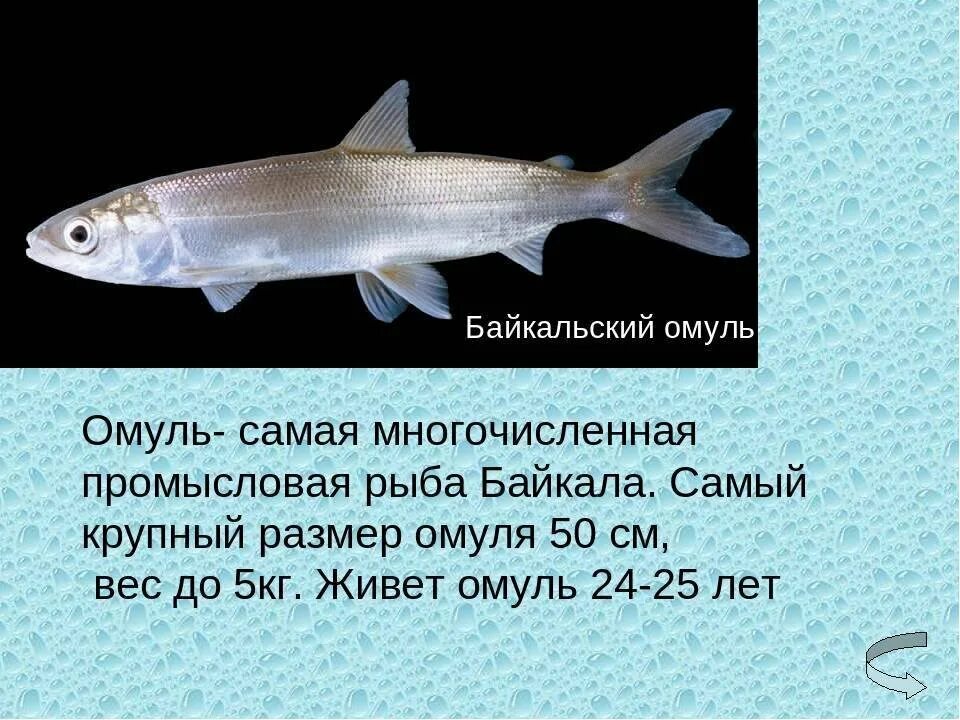Baikal omul Fish pet, Lake, Fish