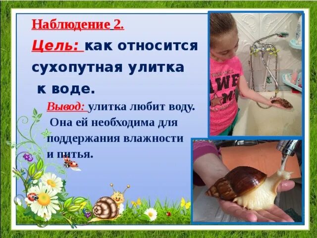 Исследовательский проект "Улитка Ахатина идеальный домашний питомец"