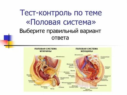 Строение женской системы
