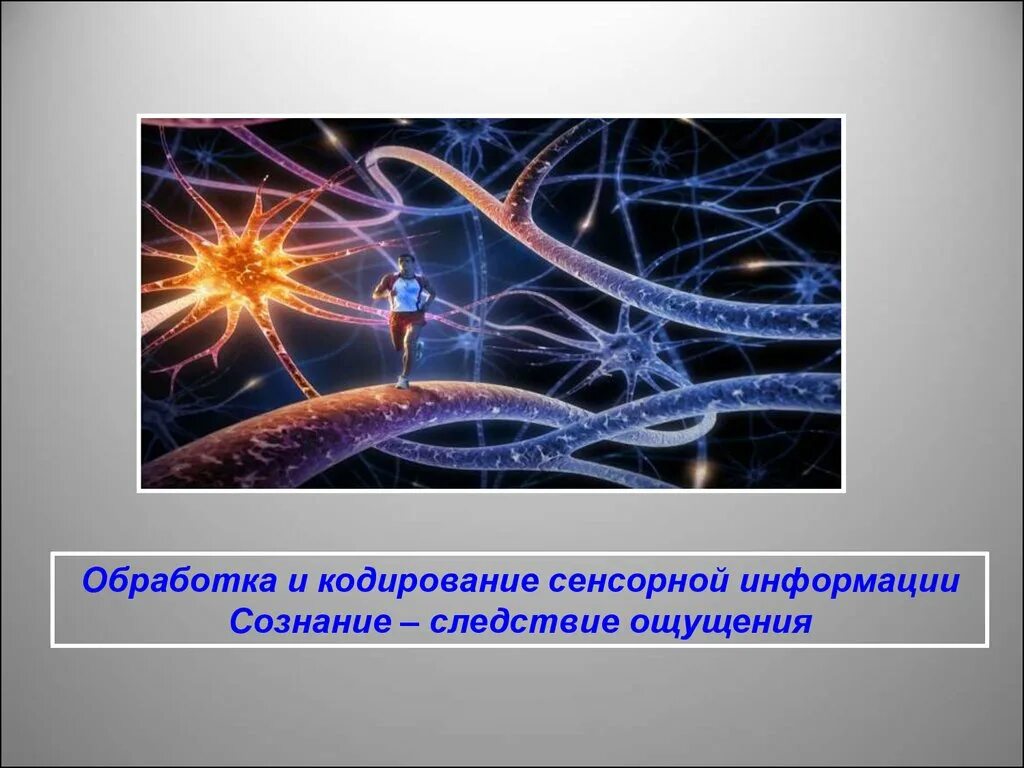 Кодирование сенсорной информации. Кодирование информации физиология. первичное кодирование сенсорной информации. способы кодирования информации в сенсорных нейронах.