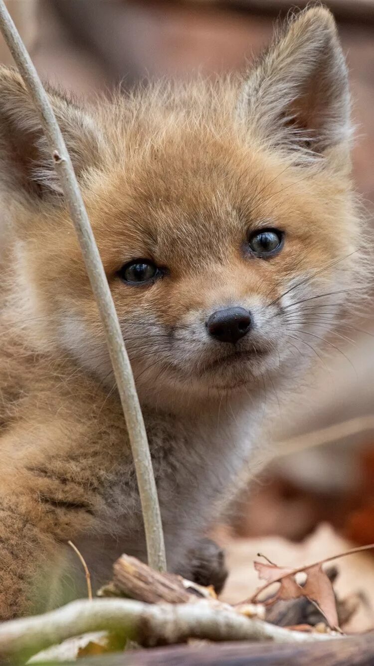 Кьют Фокс. Лисенок. Маленькая Лисичка. Маленький пушистый Лисенок. Fluffy fox