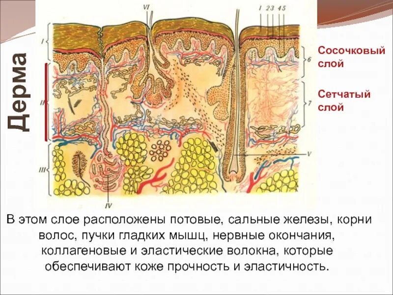 Структуры дермы