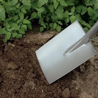 Сонник лопата