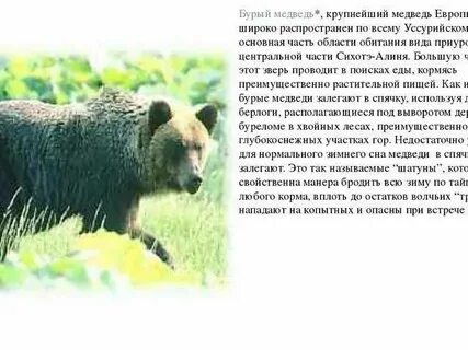 Медведь напал во сне мужчине
