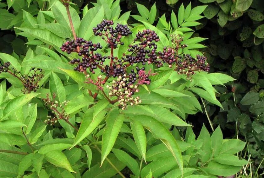 бузина трава. бузина чёрная сорняк. бузина лесная. бузина трава. Sambucus ebulus.