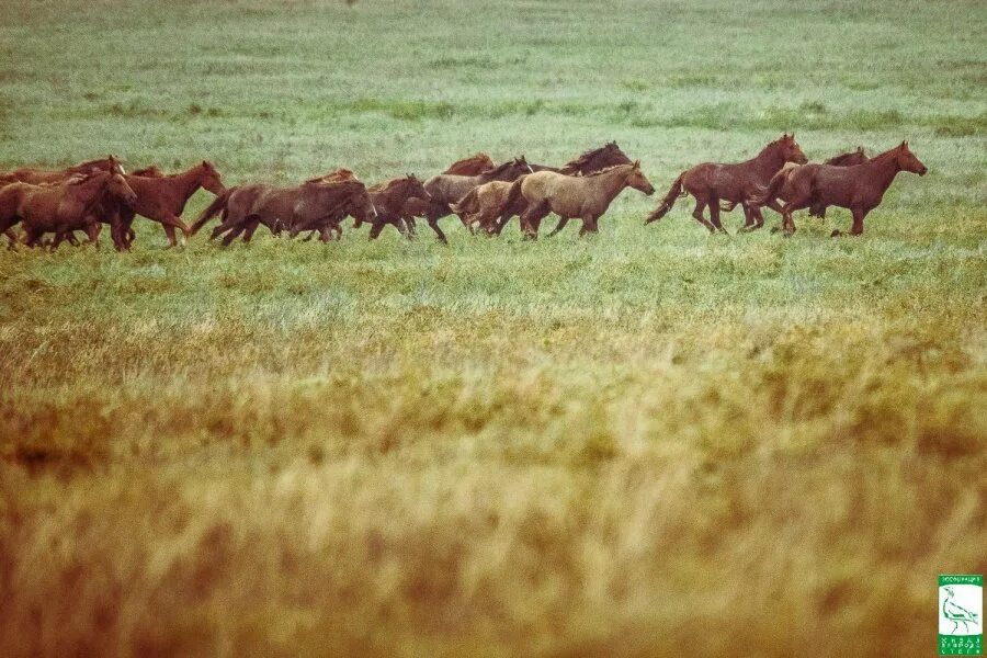 Какое животное воспето в багратионе