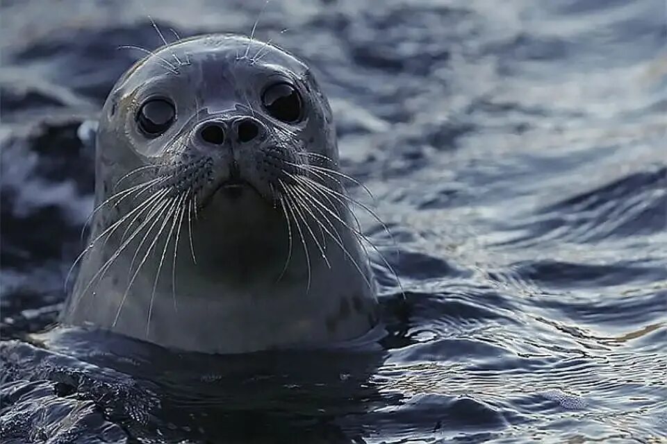 Морской котик в воде. Нерпа охотское море. морской котик тюлень нерпа. каспийская нерпа. нерпа баренцева моря.