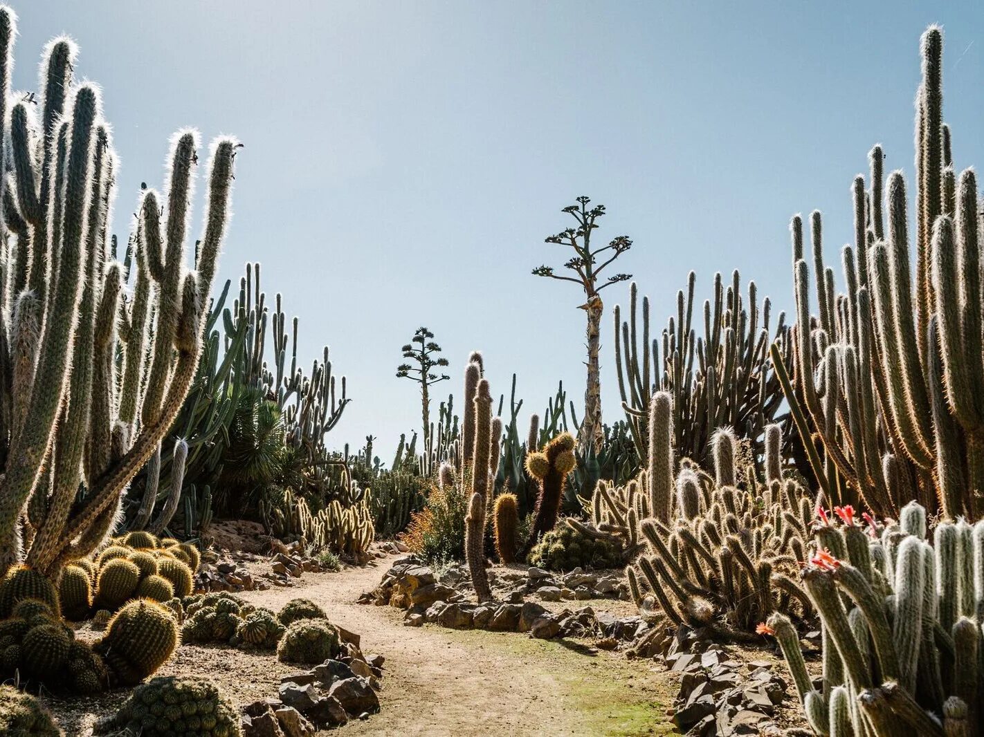 Mexican cactus. Кактус цереус гигантский. Кактус опунция в Австралии. Кактус опунция Мехико. Опунция в Мексике.