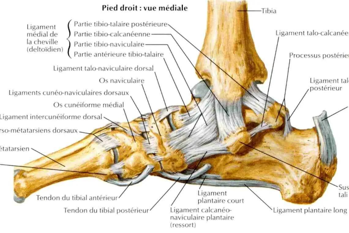 Пяточная кость анатомия человека. Ankle Joint сустав. Кости лодыжки анатомия. Голеностоп анатомия.