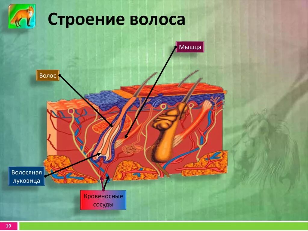 Строение волоса. Строение кожи мышца поднимающая волос. Мышца волоса функции.