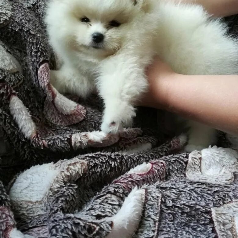 щенячьи нежности. сколько собак в липецке. дворняжка андрей. сколько собак в липецке. собака кусает вора картинки.