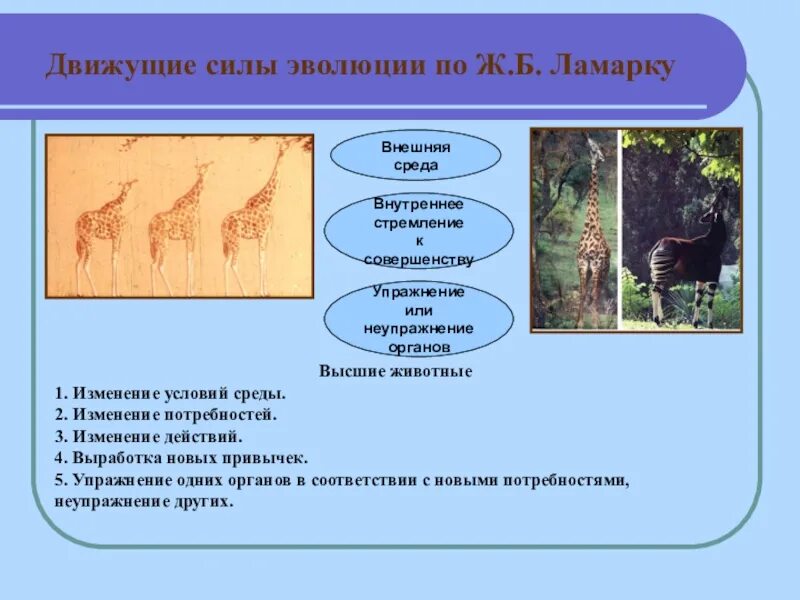 Теория дарвина движущие силы. Движущие силы эволюции по. Эволюция движущие силы эволюции. Теория Дарвина движущие силы эволюции. Движущие силы по Ламарку.