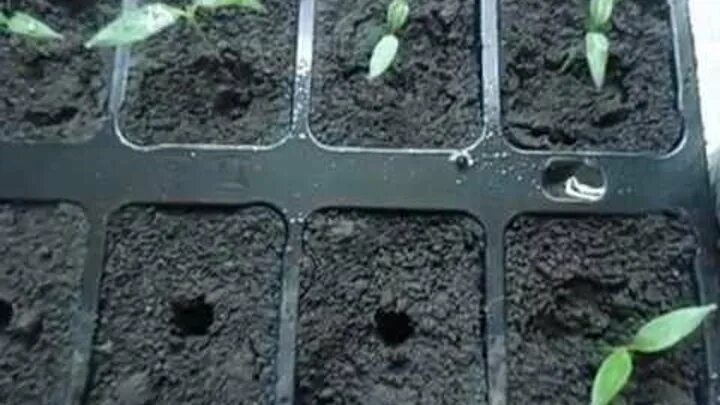 Семядольные листики клубники. У рассады баклажан скручиваются семядольные листья. Что такое семядольные листочки у петунии. Рассада томатов семядольные листья. Семядольные листочки у томатов.