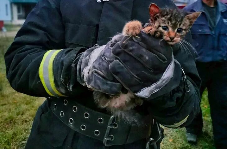 МЧС спасают котенка. Спасли кота. МЧС спас котенка. Кошечки спасают