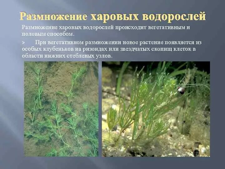 Водоросли верные утверждения. Харовые водоросли Хара. Харовые водоросли жизненный цикл. Хара водоросль размножение. Харовые водоросли таблица.