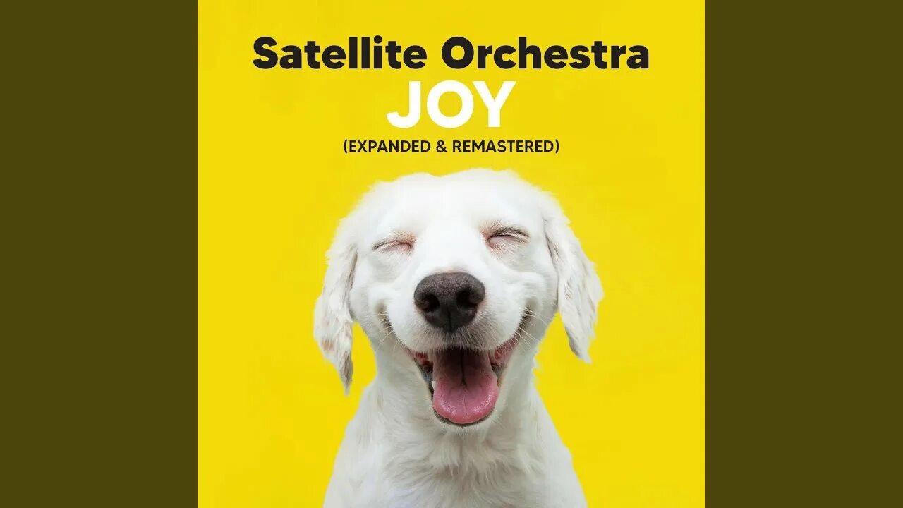 Счастливый песик. Счастливая собака фото. Собаки для дома. Щенок играет. Радостный щенок.