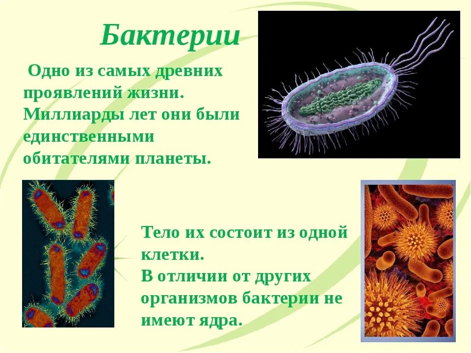 Верное утверждение о бактериях. Бактерия состоит из 1 клетки. Бактерия это группа микроорганизмов состоящих из одной клетки. Бактерии самые древние обитатели нашей планеты. Бактерии состоят из одной клетки.