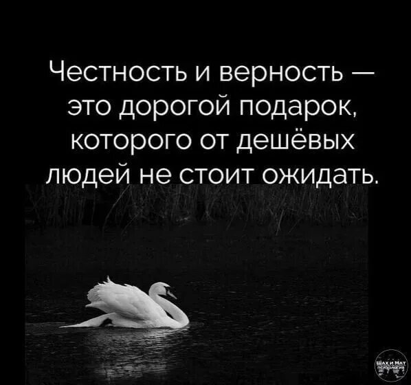 Верность и преданность дорогой подарок. Честность и верность цитаты. Честность и верность это дорогой подарок. Верность это дорогой подарок.