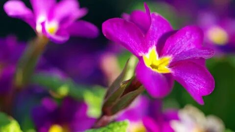 Floret joy записи приватов