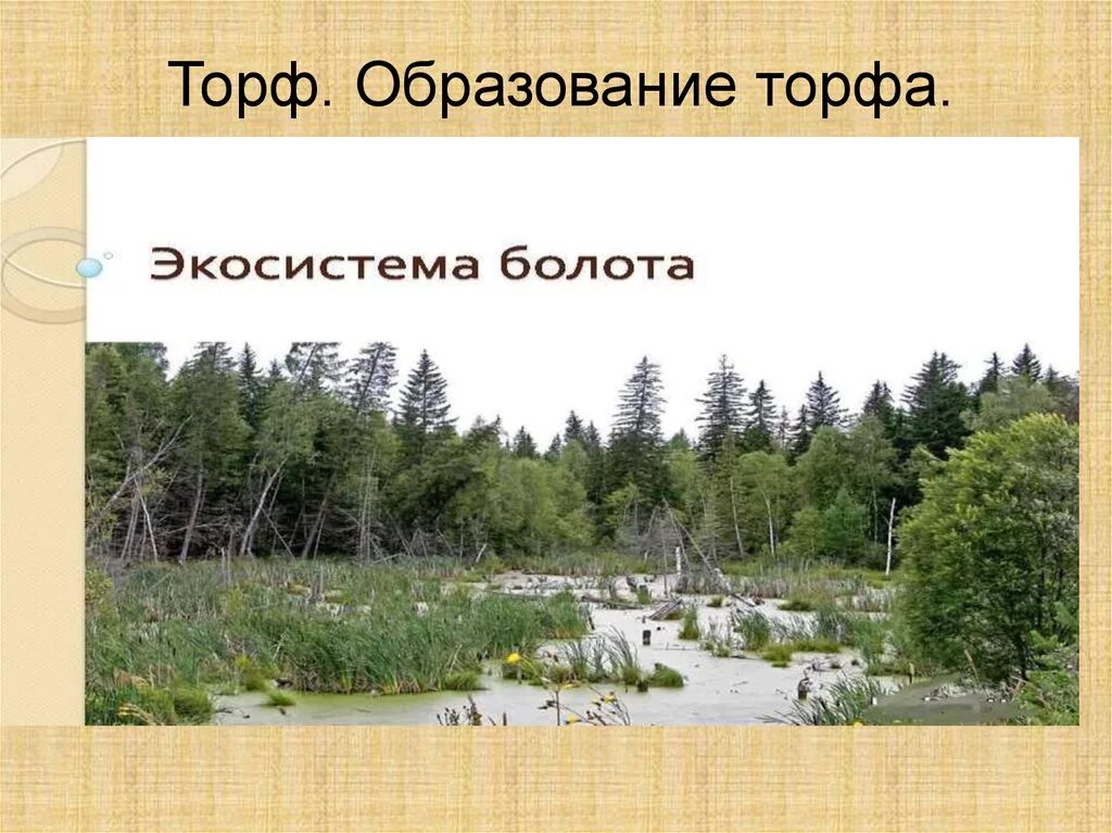 Как происходит образование торфа на болотах. Образование торфа на болотах. торф образуется. образование торфа картинки. торф образование биология.
