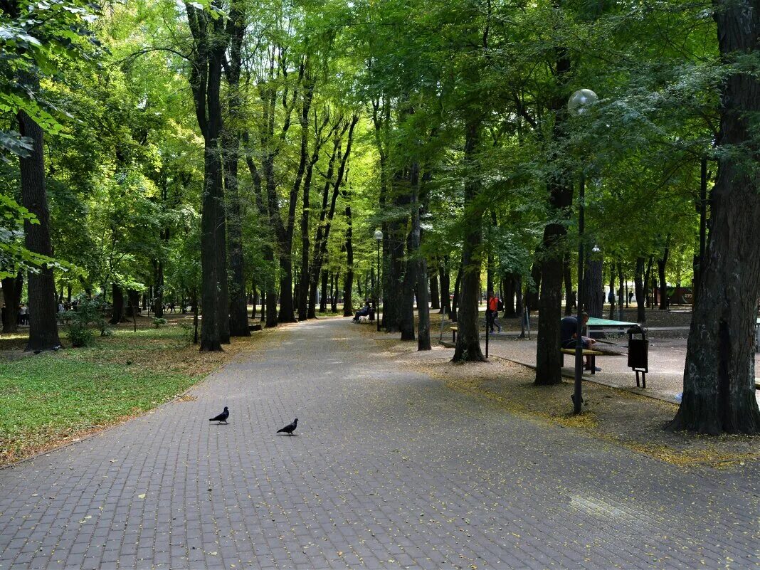 Забор парка октябрьской революции ростов. Парк октября ростов на дону. Аллея парк. Парк октябрьской революции ростов на дону. Сквер октябрь.