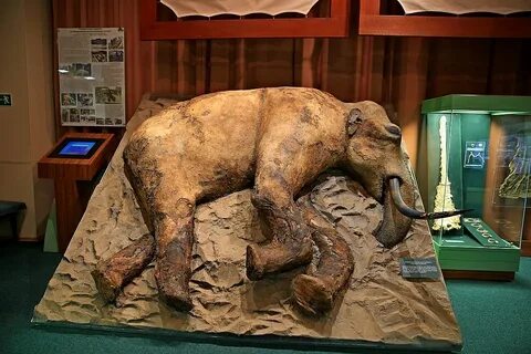 Краеведческий музей человека