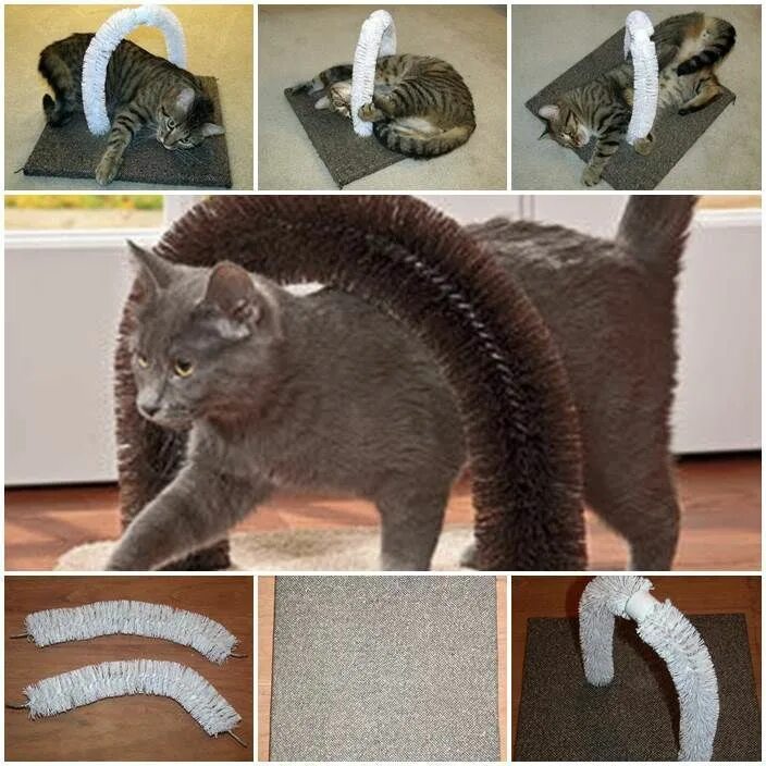 Как сделать котенка домашним